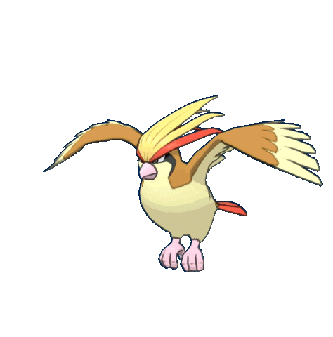 pidgeotto animeeritud-pildid-gif